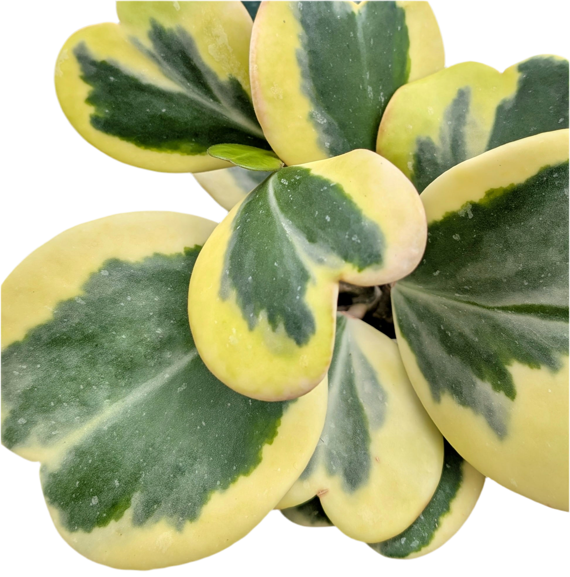 Hoya Kerrii albomarginata - 10cm pot